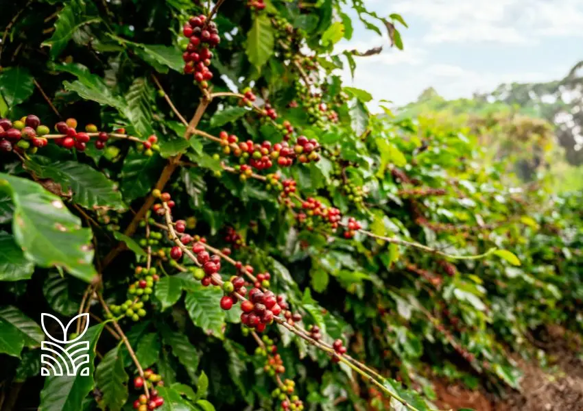 Iniciativa Inovadora Desconto em Seguro Rural para Cafeicultores que Reduzem Emissões de Carbono