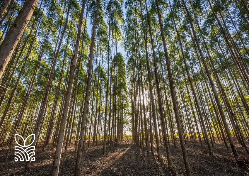 Setor Florestal Brasileiro Atingiu Recorde de R$ 37,9 Bilhões em 2023