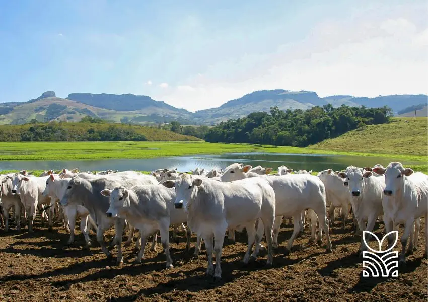 Aumento de Casos de Raiva em Rebanhos no Paraná Alerta para a Importância da Vacinação