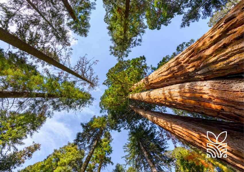 COP29: Acordo de US$ 300 bilhões por ano é fechado para enfrentar a crise climática