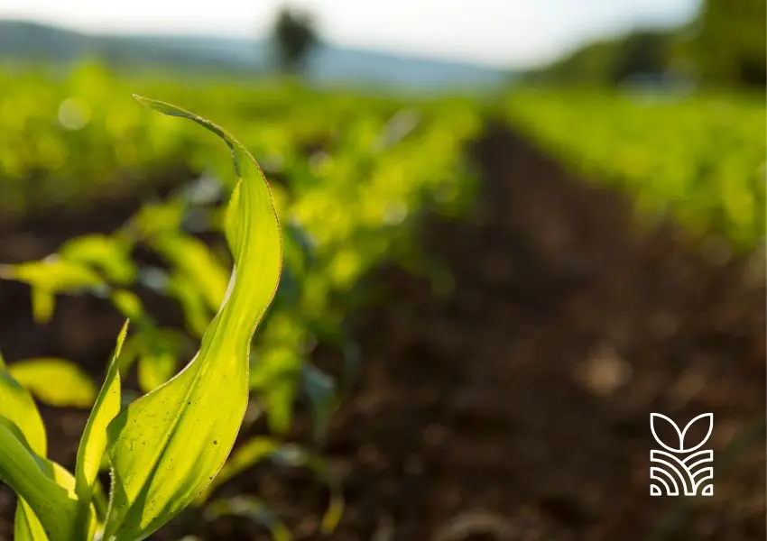 Câmara dos Deputados Aprova Regulamentação de Bioinsumos na Agropecuária