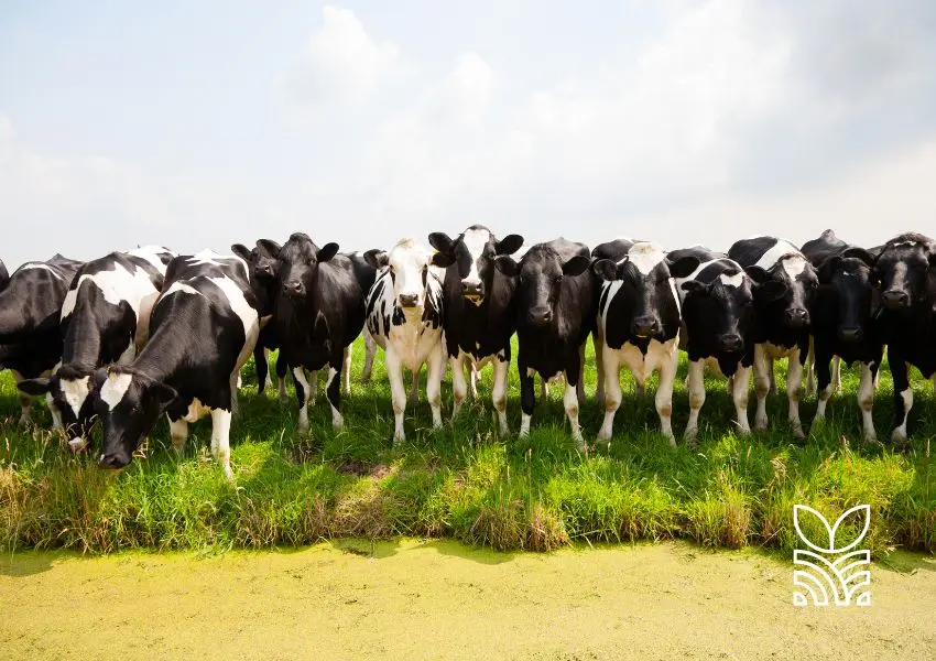 Inovação na Genômica Bovina Ferramenta Inédita Unirá Três Raças Leiteiras