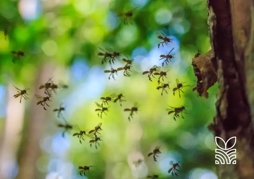 Meliponicultura no Pará Nova Era para Produção Sustentável de Mel