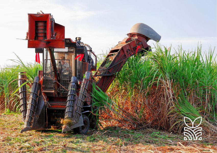 Mercado de Carbono: Novas Oportunidades para Produtores de Cana-de-Açúcar