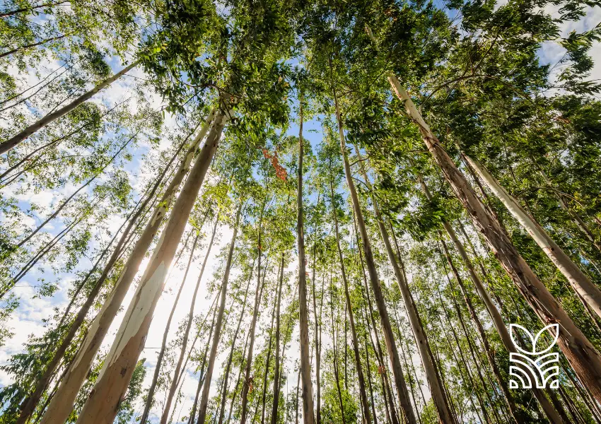 Minas Gerais Líder em Silvicultura no Brasil