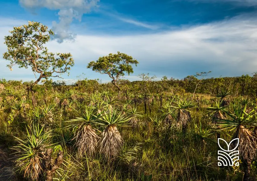 Pesquisa Revela Benefícios de Práticas Agrícolas Sustentáveis no Solo do Cerrado