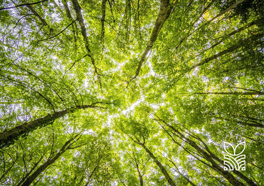 Restauração Florestal Impulsiona Produtividade da Soja em Até 10 Sacas por Hectare