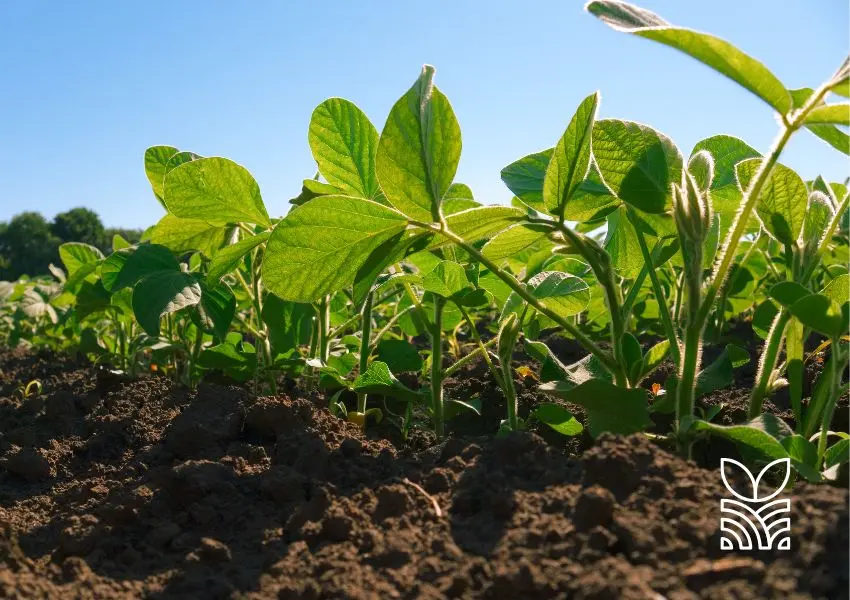 Tecnologia de Solubilização de Fósforo: Um Marco para a Agricultura Brasileira