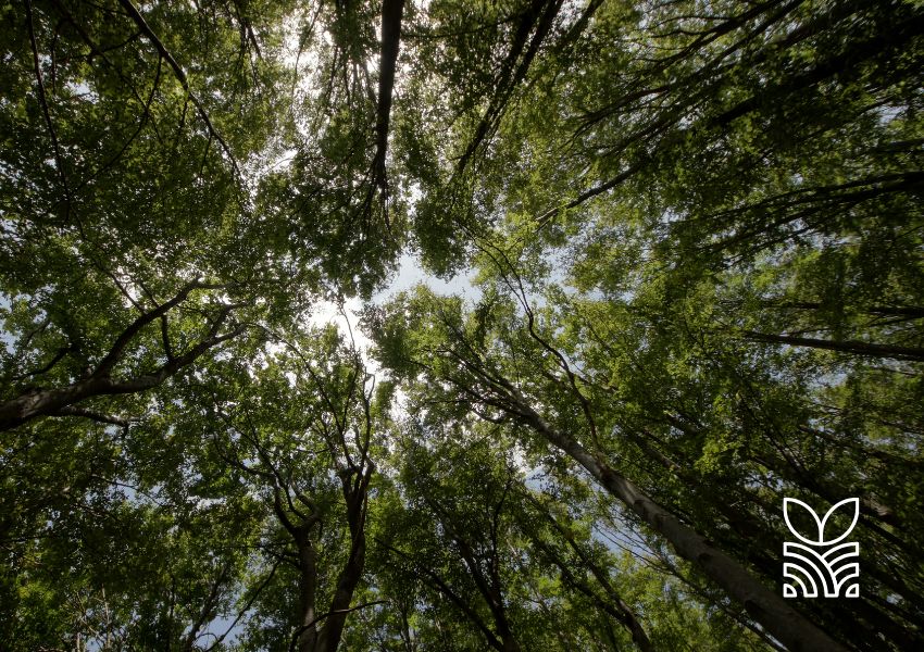 Ação Conjunta do Ibama e Exército Promove Recuperação Ambiental no Pampa Gaúcho