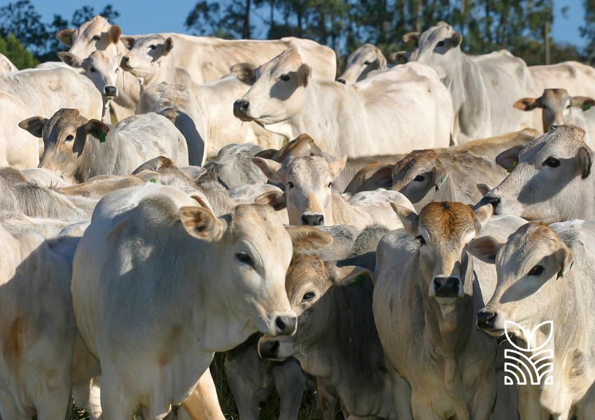 Análise do Mercado Físico do Boi Gordo: Cenário Atual e Preços