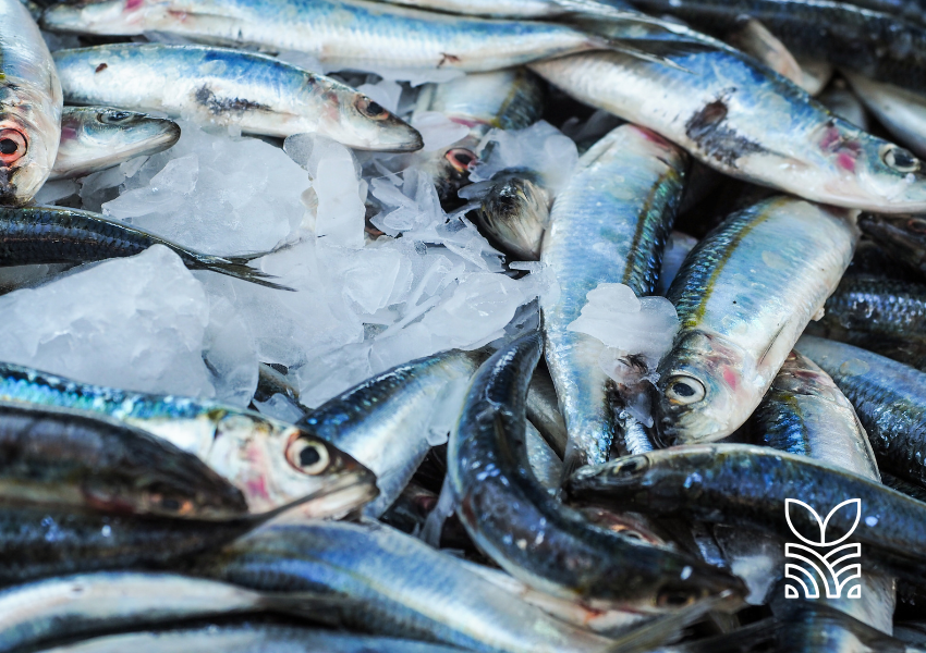 Aquicultura Supera Pesca Selvagem: Um Marco na Produção Global de Alimentos Aquáticos