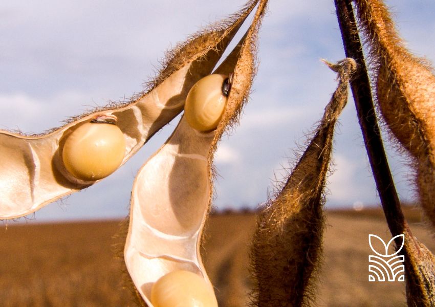 Atualização do Mercado de Soja no Brasil: Preços, Oferta e Tendências