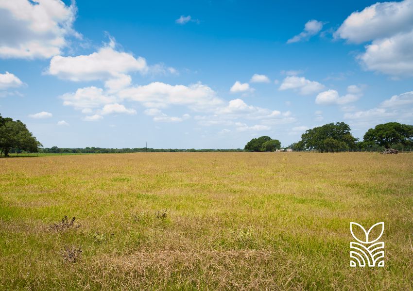 Capacitação Gratuita da Embrapa: Recuperação de Pastagens no Cerrado