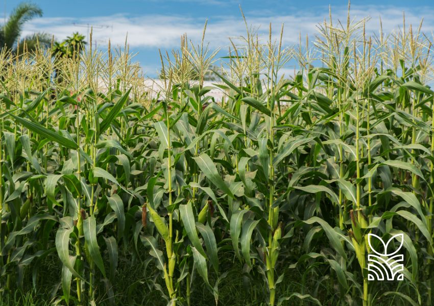 Chuvas no Paraná: Benefícios e Preocupações para a Agricultura