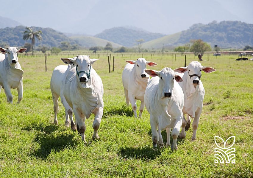 Goiás Bate Recorde no Abate de Bovinos no 3º Trimestre de 2024