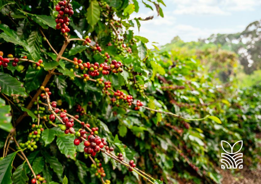 Preço do Café Dispara: Entenda as Razões por Trás do Aumento e as Perspectivas para o Futuro