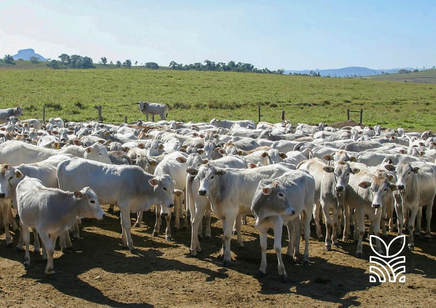 17ª Expogenética: Revolução na Pecuária Brasileira com Foco em Melhoramento Genético