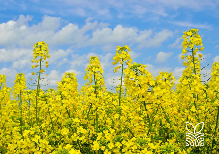 Atualização do Zoneamento Agrícola de Risco Climático para a Canola: Um Avanço para a Agricultura Brasileira