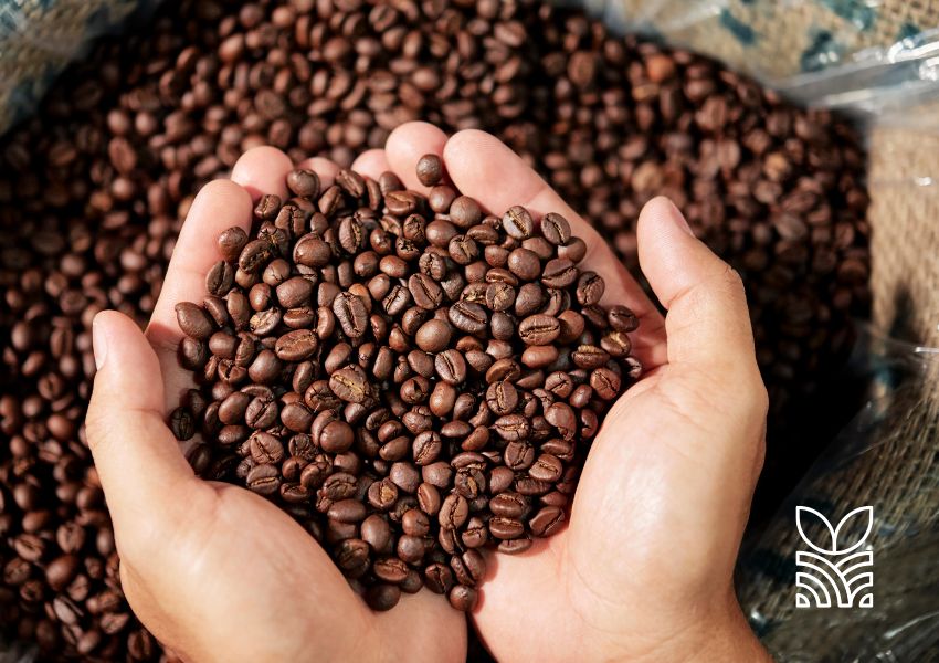 Brasil Bate Recorde Histórico nas Exportações de Café em 2024