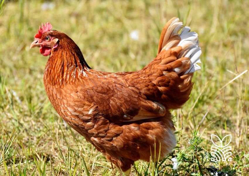 Gripe Aviária H5N1: Surto Atinge Granja em Portugal e Alerta para Riscos Globais