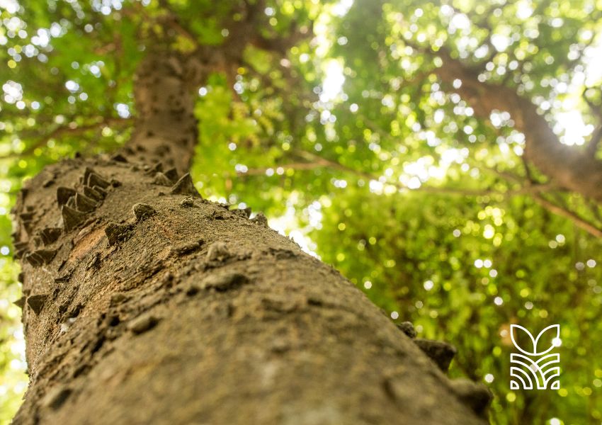 Pau-Brasil: Uma Nova Lei Pode Salvar a Espécie que Deu Nome ao Brasil